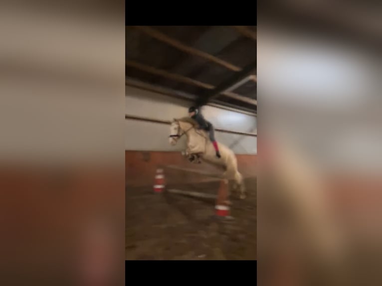 Cruzado Wallach 7 Jahre 160 cm Perlino in Rotterdam