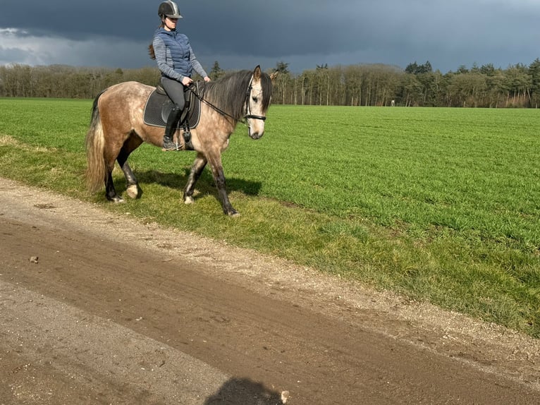 Cruzado Mix Wallach 7 Jahre 160 cm Rotschimmel in Weeze