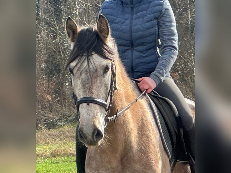 Cruzado Mix Wallach 7 Jahre 160 cm Rotschimmel in Weeze
