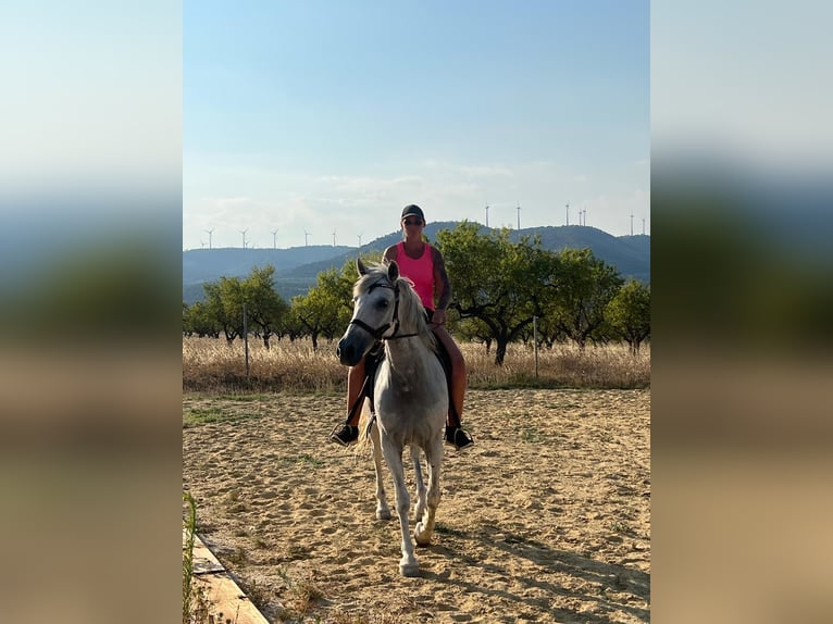 Cruzado Wallach 7 Jahre 160 cm Schimmel in Bad Zwischenahn