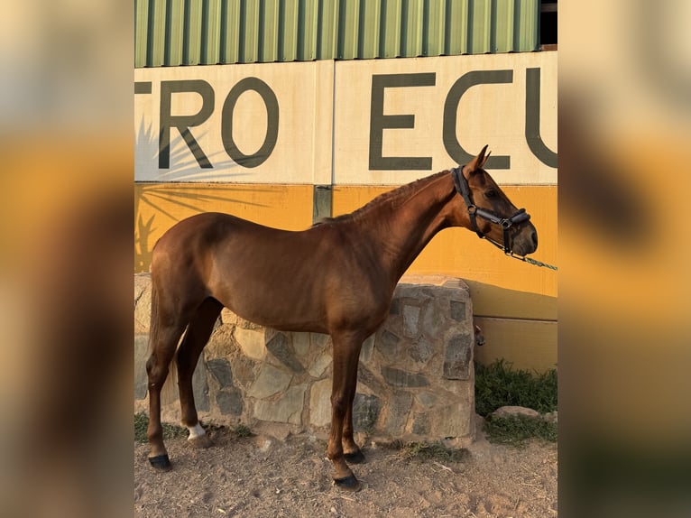 Cruzado Wallach 7 Jahre 161 cm Fuchs in Guarrom&#xE1;n
