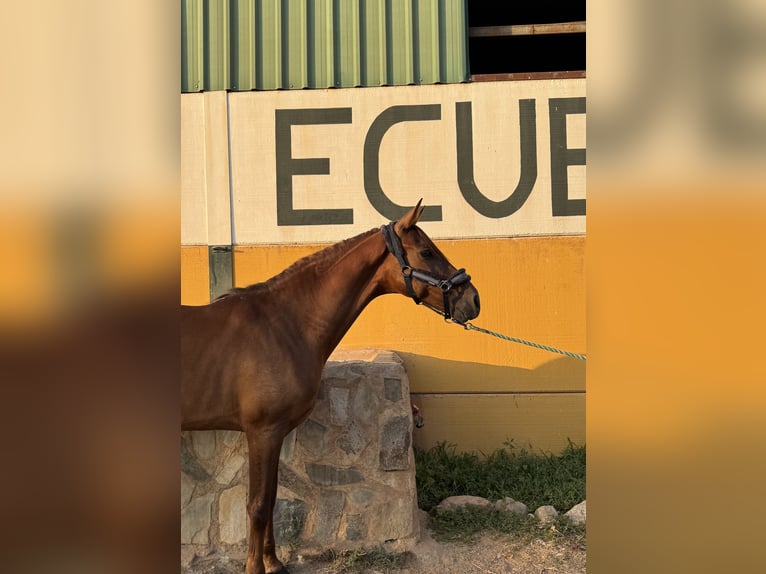 Cruzado Wallach 7 Jahre 161 cm Fuchs in Guarrom&#xE1;n