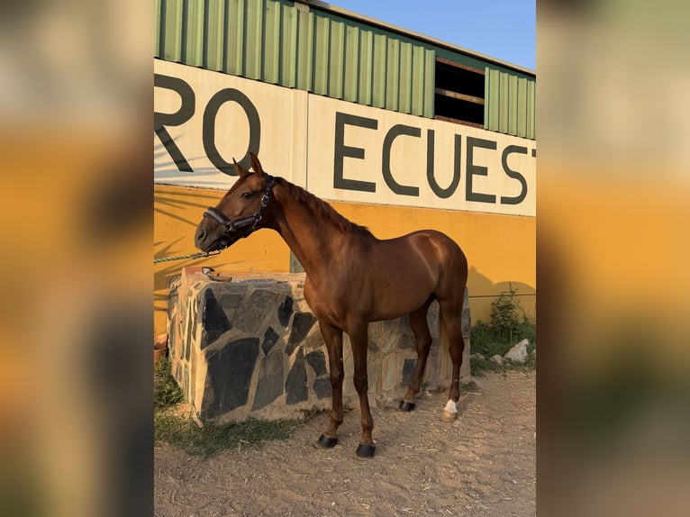 Cruzado Wallach 7 Jahre 161 cm Fuchs in Guarrom&#xE1;n
