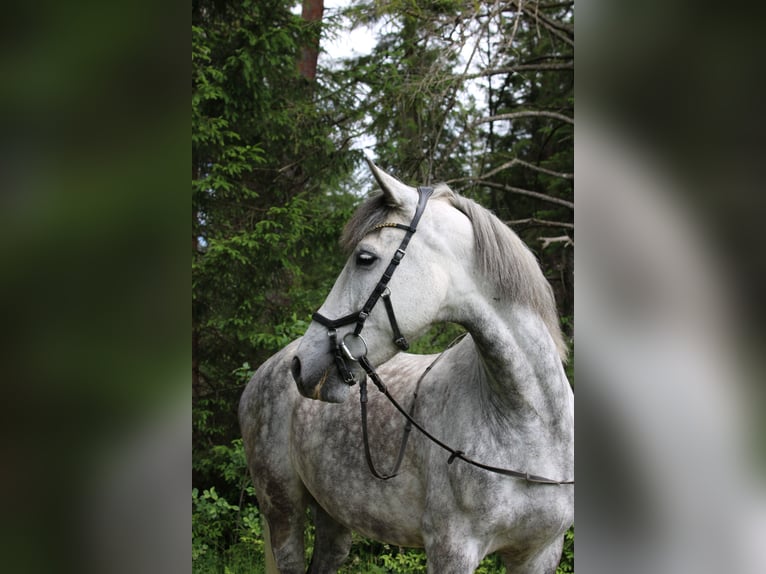 Cruzado Wallach 7 Jahre 163 cm Apfelschimmel in Pfullendorf
