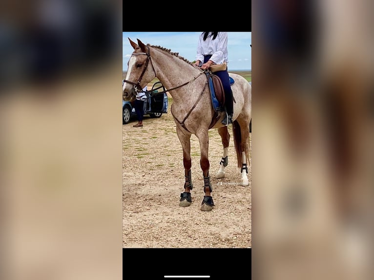 Cruzado Wallach 7 Jahre 165 cm Roan-Red in Villaverde De Medina
