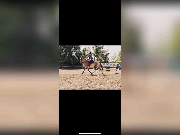 Cruzado Wallach 7 Jahre 165 cm Roan-Red in Villaverde De Medina