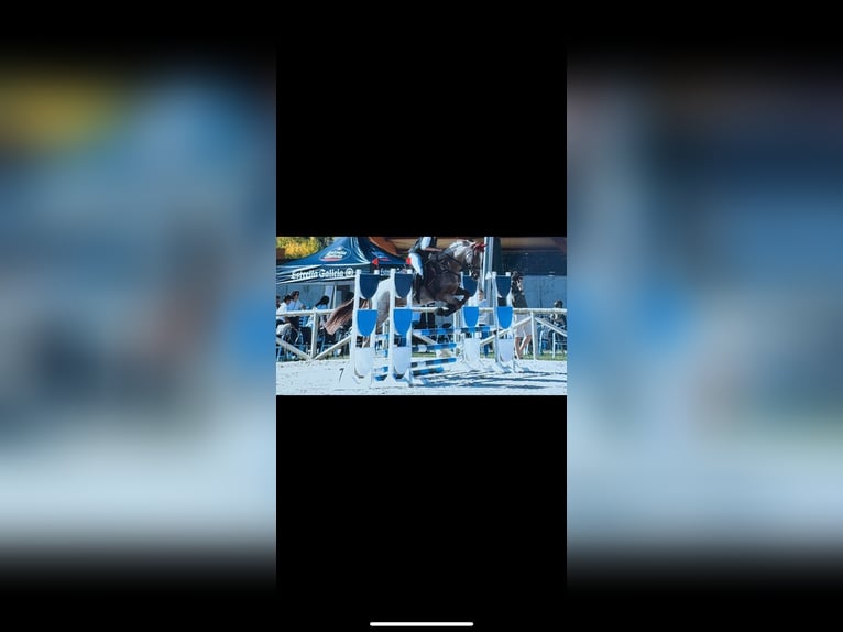 Cruzado Wallach 7 Jahre 165 cm Roan-Red in Villaverde De Medina