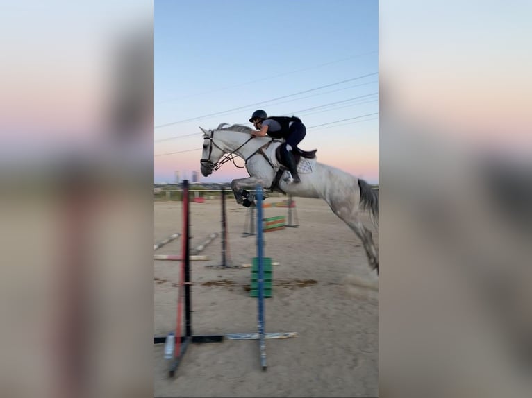 Cruzado Wallach 7 Jahre 165 cm Schimmel in Alpedrete