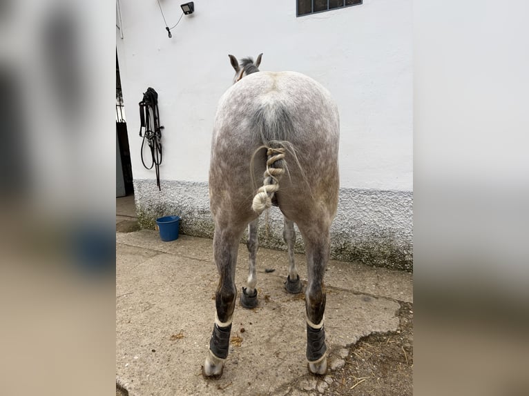 Cruzado Wallach 7 Jahre 166 cm Fliegenschimmel in Acebuchal, El (Lora Del Río