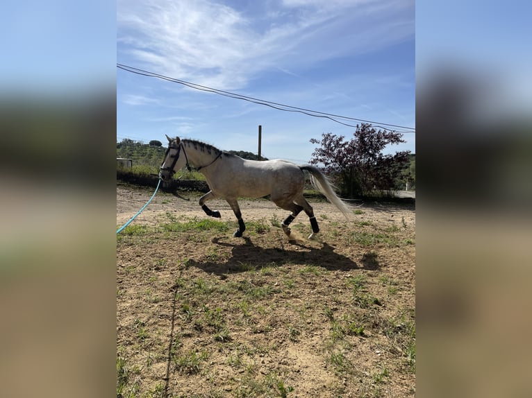 Cruzado Wallach 7 Jahre 166 cm Fliegenschimmel in Acebuchal, El (Lora Del Río