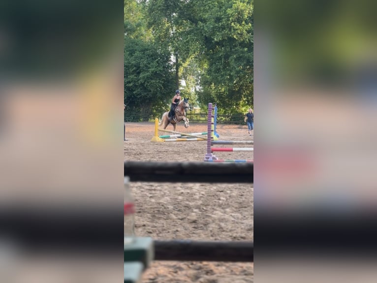 Cruzado Wallach 7 Jahre 166 cm Palomino in Neuss