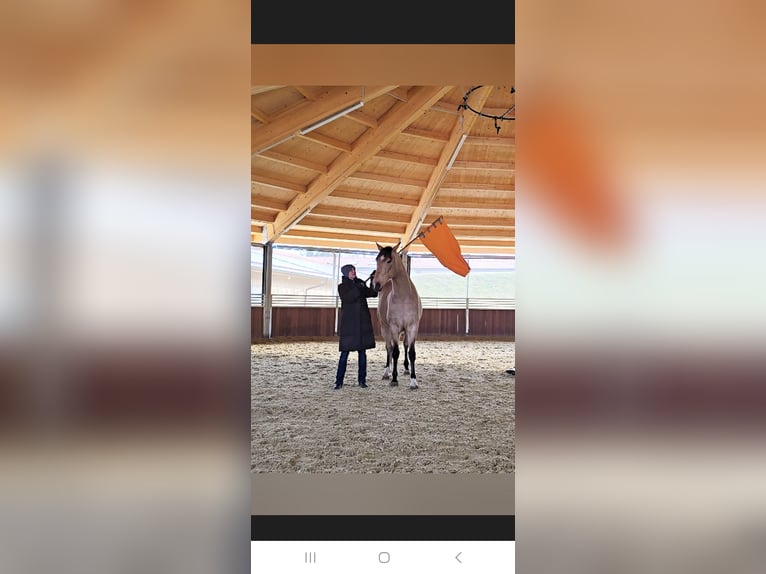 Cruzado Wallach 7 Jahre 169 cm Buckskin in Bad Griesbach im Rottal
