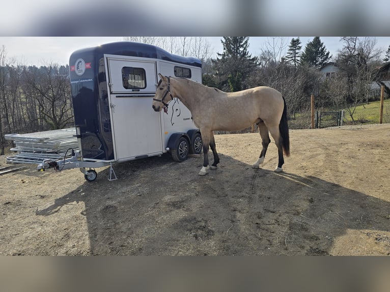 Cruzado Wallach 7 Jahre 169 cm Buckskin in Stangau im Wienerwald