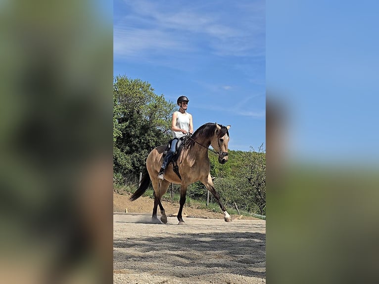 Cruzado Wallach 7 Jahre 169 cm Buckskin in Stangau im Wienerwald