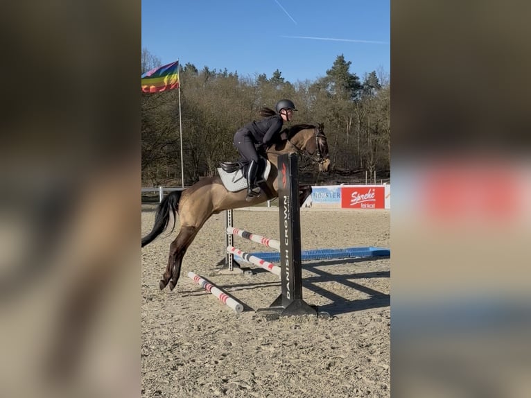 Cruzado Wallach 8 Jahre 146 cm Buckskin in Badbergen