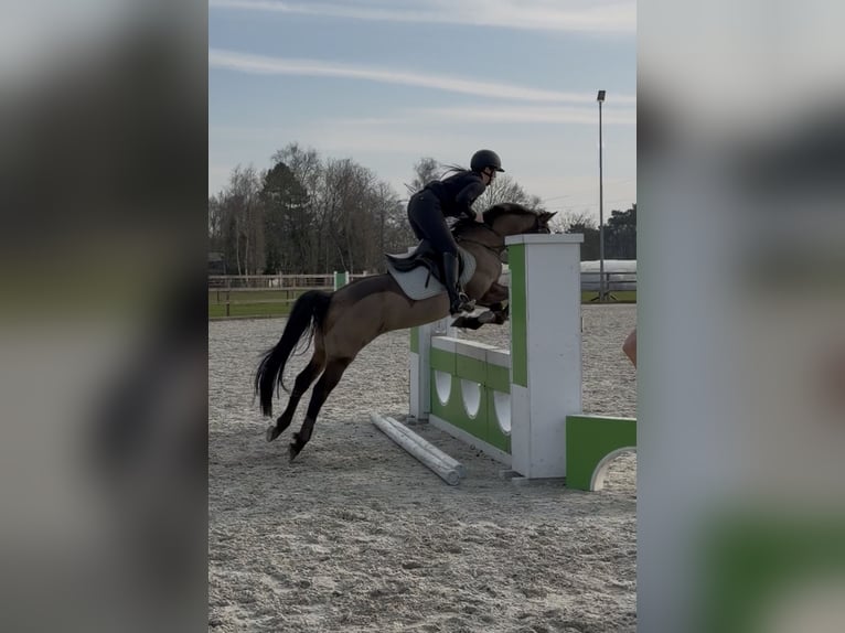 Cruzado Wallach 8 Jahre 146 cm Buckskin in Badbergen