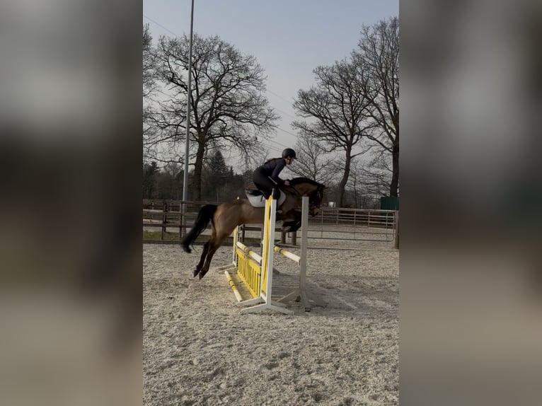 Cruzado Wallach 8 Jahre 146 cm Buckskin in Badbergen