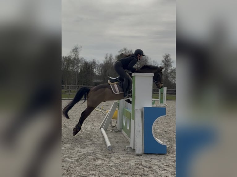 Cruzado Wallach 8 Jahre 146 cm Buckskin in Badbergen