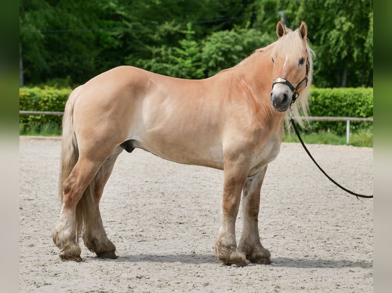 Cruzado Wallach 8 Jahre 154 cm Falbe in Neustadt (Wied)