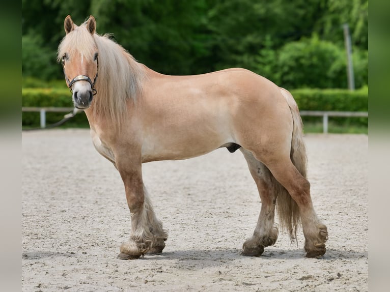 Cruzado Wallach 8 Jahre 154 cm Falbe in Neustadt (Wied)