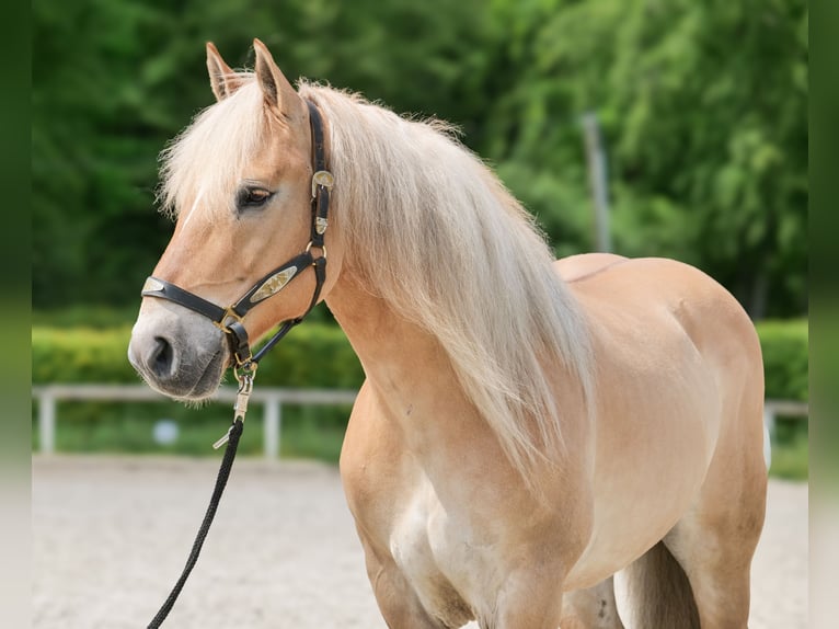 Cruzado Wallach 8 Jahre 154 cm Falbe in Neustadt (Wied)