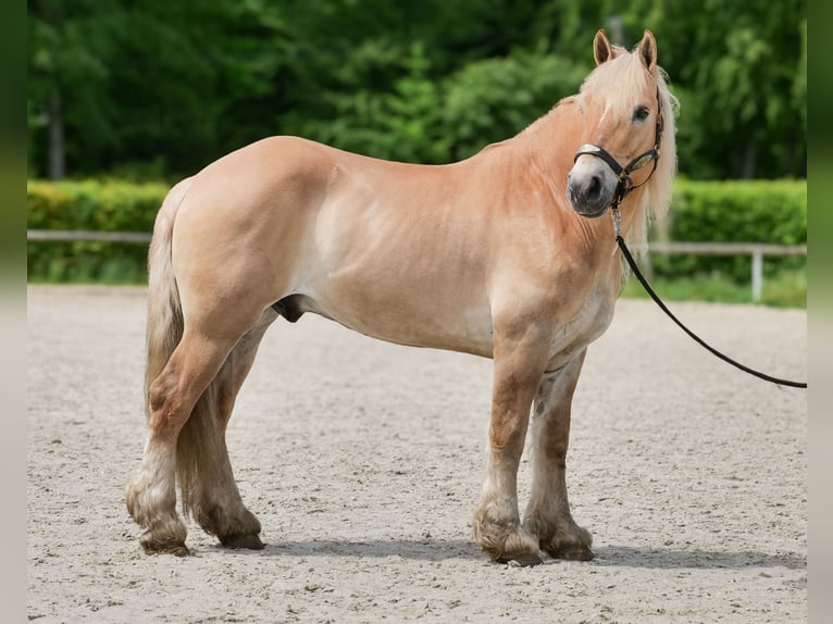Cruzado Wallach 8 Jahre 154 cm Falbe in Neustadt (Wied)