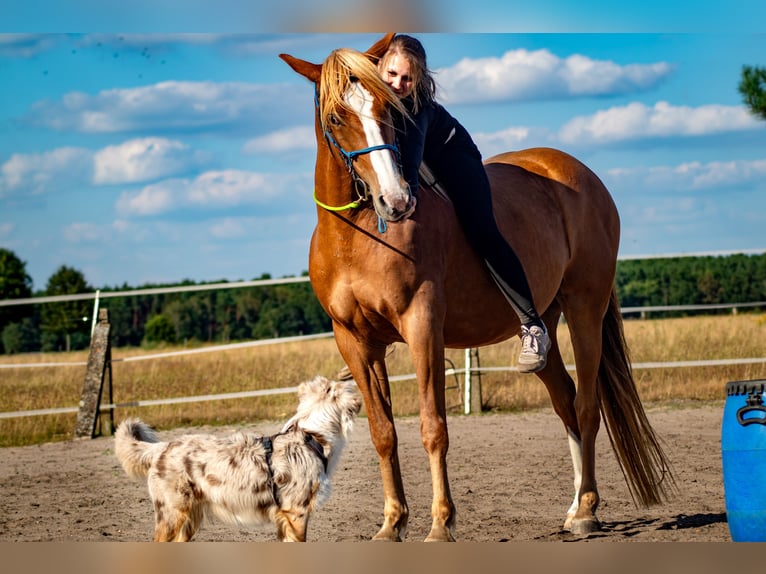 Cruzado Wallach 8 Jahre 155 cm Fuchs in Rostock
