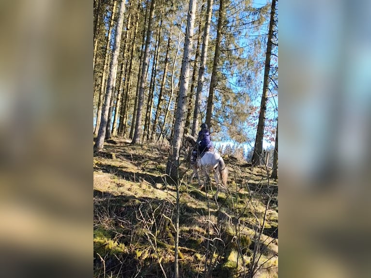 Cruzado Wallach 8 Jahre 155 cm Schimmel in B&#xFC;tgenbach