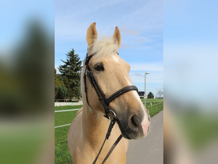 Cruzado Wallach 8 Jahre 165 cm Palomino in Rommerskirchen