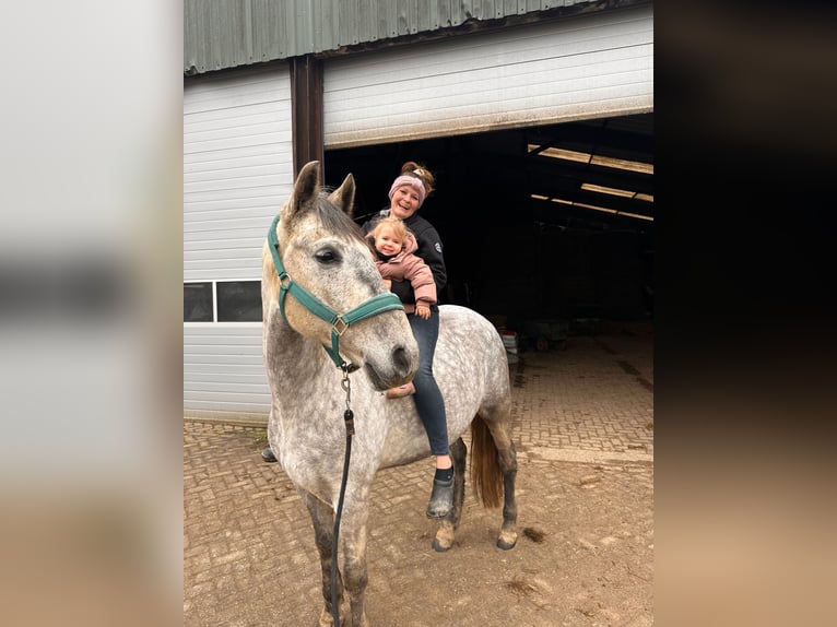 Cruzado Wallach 8 Jahre 166 cm Schimmel in Brakel