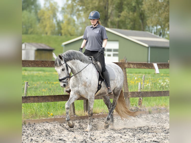 Cruzado Wallach 8 Jahre 166 cm Schimmel in Brakel