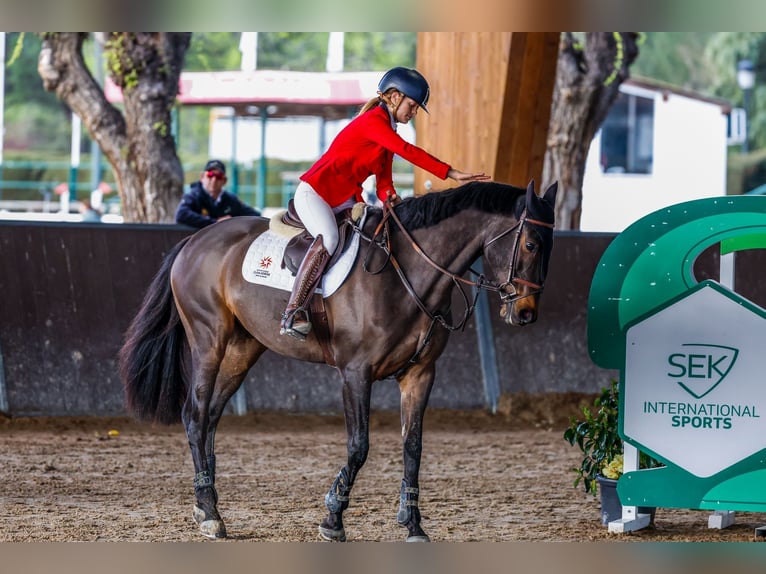 Cruzado Wallach 8 Jahre 170 cm Dunkelbrauner in Utebo