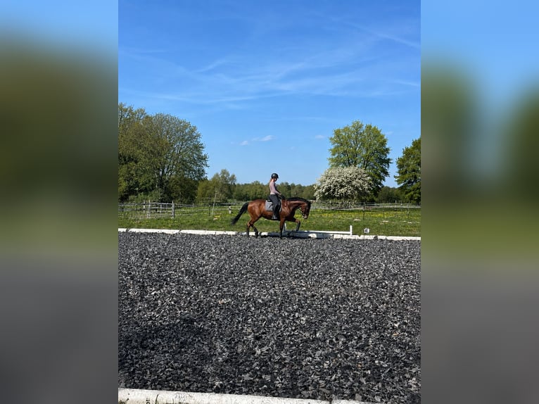 Cruzado Wallach 8 Jahre 173 cm Brauner in Alt Bennebek