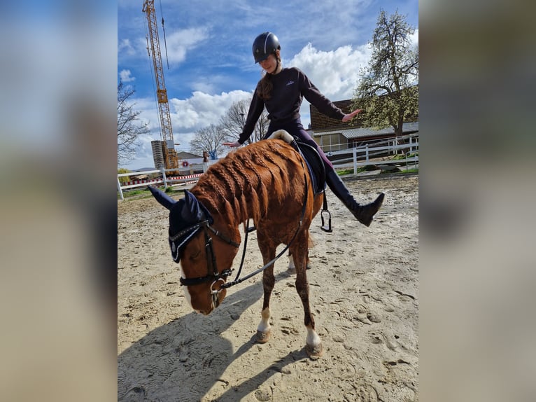 Cruzado Wallach 9 Jahre 154 cm Fuchs in Wehr