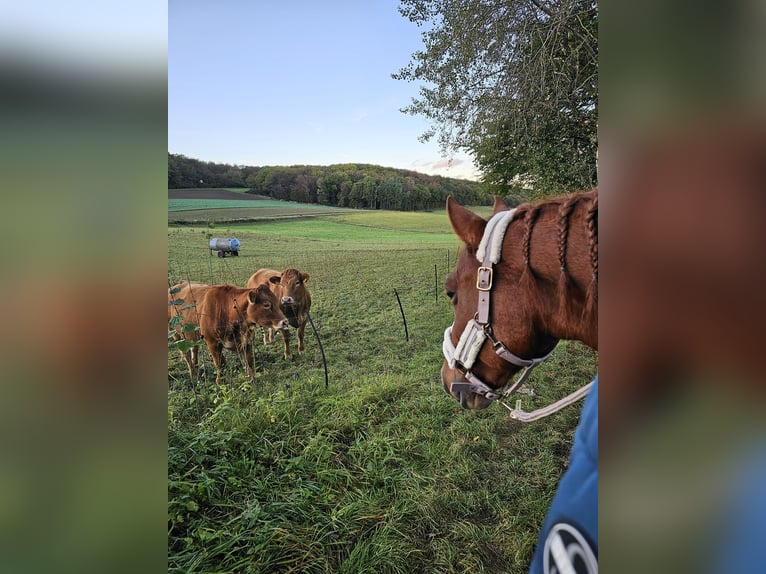 Cruzado Wallach 9 Jahre 154 cm Fuchs in Wehr