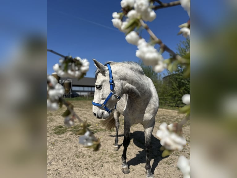 Cruzado Wallach 9 Jahre 155 cm Schimmel in Mönchengladbach