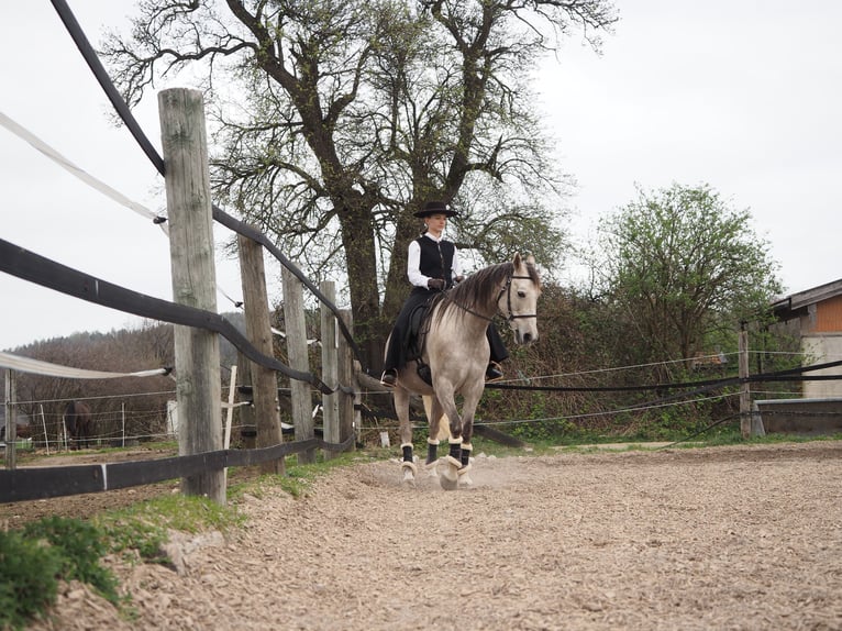 Cruzado Wallach 9 Jahre 155 cm Schimmel in Bredebro