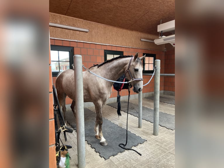 Cruzado Wallach 9 Jahre 155 cm Schimmel in Bredebro