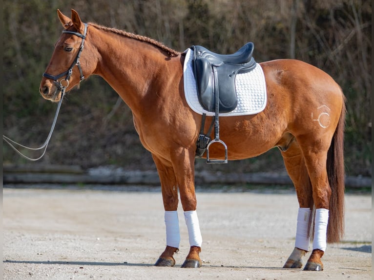 Cruzado Wallach 9 Jahre 157 cm Fuchs in Reutlingen