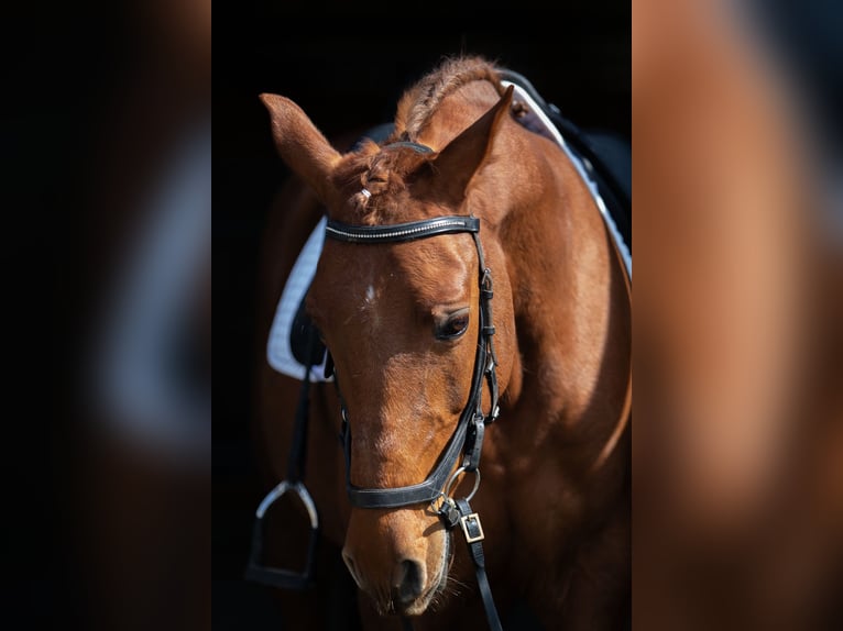 Cruzado Wallach 9 Jahre 157 cm Fuchs in Reutlingen