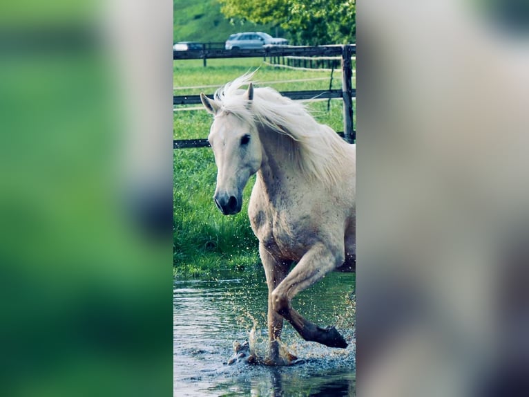 Cruzado Wallach 9 Jahre 157 cm Palomino in K&#xF6;ln