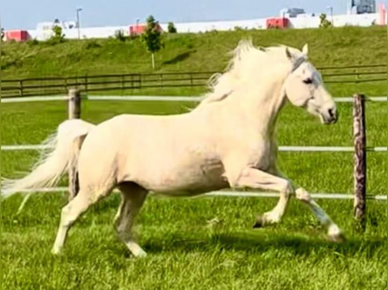 Cruzado Wallach 9 Jahre 157 cm Palomino in K&#xF6;ln