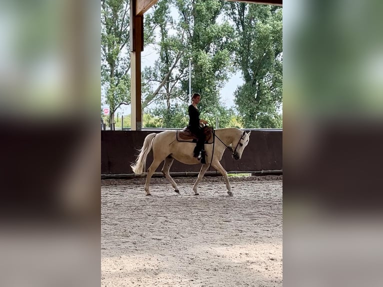 Cruzado Wallach 9 Jahre 157 cm Palomino in K&#xF6;ln