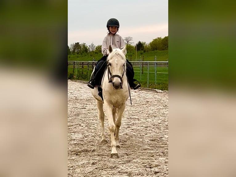 Cruzado Wallach 9 Jahre 157 cm Palomino in K&#xF6;ln