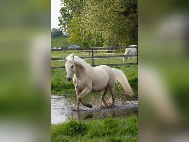 Cruzado Wallach 9 Jahre 157 cm Palomino in K&#xF6;ln
