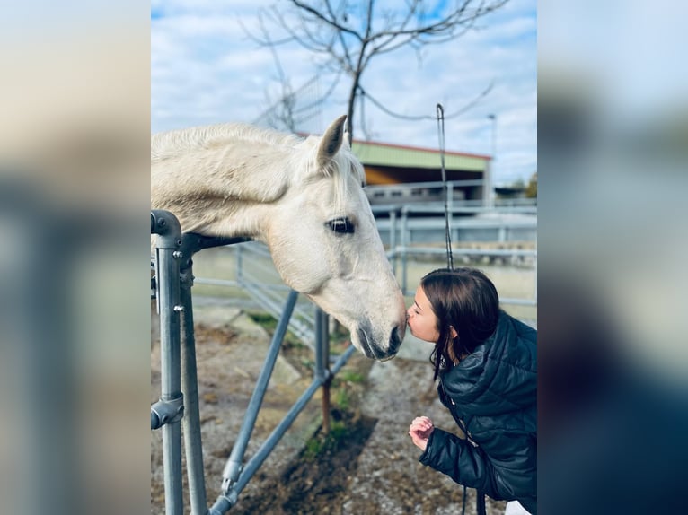 Cruzado Wallach 9 Jahre 157 cm Palomino in K&#xF6;ln