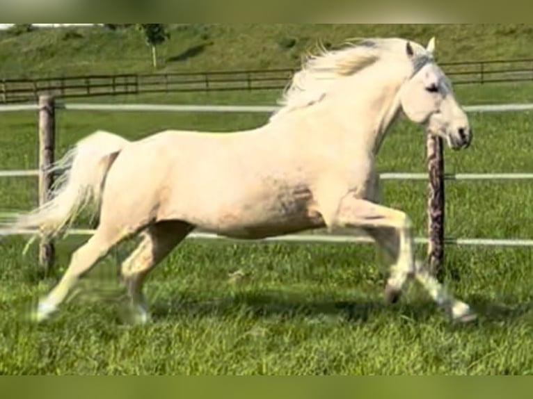 Cruzado Mix Wallach 9 Jahre 157 cm Palomino in K&#xF6;ln