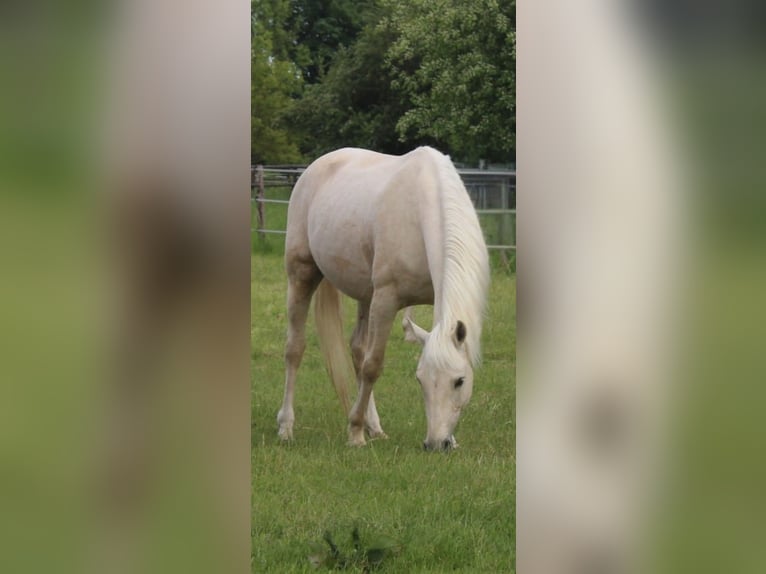 Cruzado Mix Wallach 9 Jahre 157 cm Palomino in K&#xF6;ln