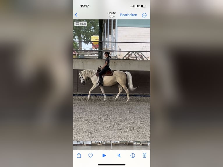 Cruzado Mix Wallach 9 Jahre 157 cm Palomino in K&#xF6;ln