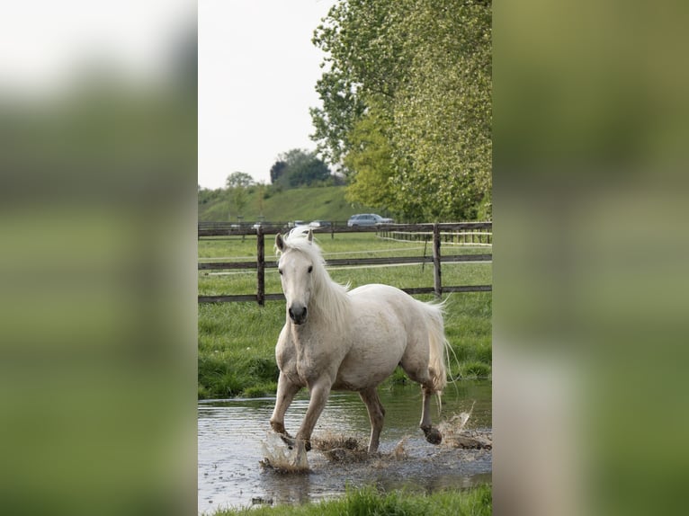 Cruzado Mix Wallach 9 Jahre 157 cm Palomino in K&#xF6;ln